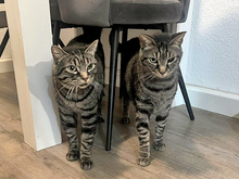 ARNALDO, Katze, Europäisch Kurzhaar in Essen - Bild 4