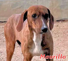MAURILLO, Hund, Segugio Italiano-Maremmano-Abruzzesen-Mix in Italien - Bild 11