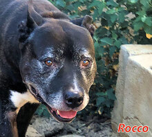 ROCCO, Hund, Mischlingshund in Italien - Bild 1