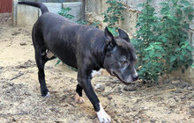 ROCCO, Hund, Mischlingshund in Italien - Bild 3