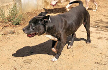 ROCCO, Hund, Mischlingshund in Italien - Bild 6