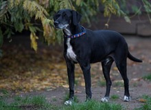 GIOVANNI, Hund, Mischlingshund in Hanau-Großauheim - Bild 4