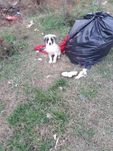 JOEY, Hund, Mischlingshund in Rumänien - Bild 7