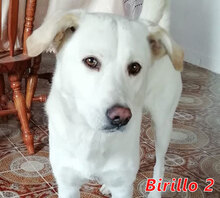 BIRILLO2, Hund, Mischlingshund in Italien - Bild 1
