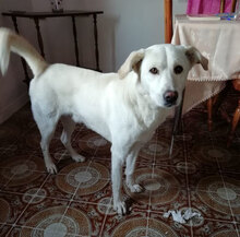 BIRILLO2, Hund, Mischlingshund in Italien - Bild 3