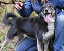 HOWARD, Hund, Mischlingshund in Italien - Bild 1