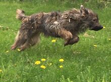 SPERIAT, Hund, Mischlingshund in Dillenburg - Bild 4