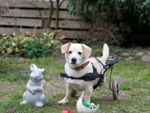 TOFIE, Hund, Mischlingshund in Schwaan - Bild 5