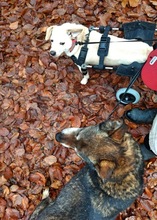 TOFIE, Hund, Mischlingshund in Schwaan - Bild 6