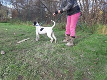 AKIM, Hund, Mischlingshund in Slowakische Republik - Bild 12