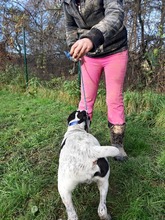 AKIM, Hund, Mischlingshund in Slowakische Republik - Bild 20