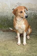 VICKY, Hund, Mischlingshund in Rumänien - Bild 1