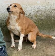 VICKY, Hund, Mischlingshund in Rumänien - Bild 10