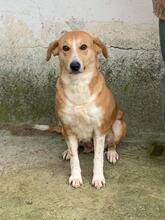 VICKY, Hund, Mischlingshund in Rumänien - Bild 2