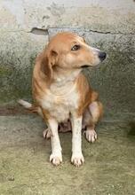 VICKY, Hund, Mischlingshund in Rumänien - Bild 3