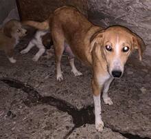 VICKY, Hund, Mischlingshund in Rumänien - Bild 6