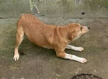 VICKY, Hund, Mischlingshund in Rumänien - Bild 7
