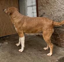 VICKY, Hund, Mischlingshund in Rumänien - Bild 9