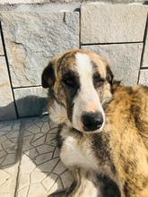 MICKEY, Hund, Mischlingshund in Griechenland - Bild 1