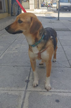 IRINI, Hund, Mischlingshund in Griechenland - Bild 3