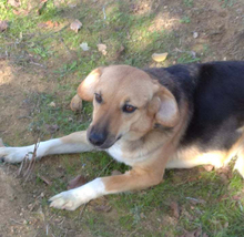 IRINI, Hund, Mischlingshund in Griechenland - Bild 4