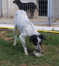 RIANA, Hund, Mischlingshund in Griechenland - Bild 3
