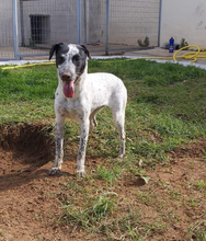 RIANA, Hund, Mischlingshund in Griechenland - Bild 4