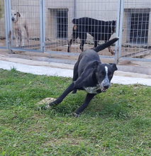 COCO, Hund, Mischlingshund in Griechenland - Bild 2