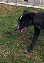 COCO, Hund, Mischlingshund in Griechenland - Bild 3