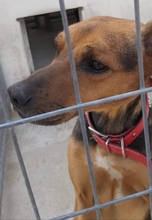 ROBBY, Hund, Mischlingshund in Griechenland - Bild 2