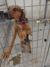 ROBBY, Hund, Mischlingshund in Griechenland - Bild 3