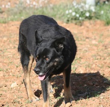 YANIS, Hund, Mischlingshund in Spanien - Bild 1