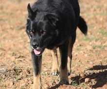 YANIS, Hund, Mischlingshund in Spanien - Bild 3