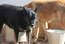 YANIS, Hund, Mischlingshund in Spanien - Bild 5