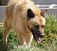 DYLAN, Hund, Mischlingshund in Spanien - Bild 1