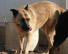 DYLAN, Hund, Mischlingshund in Spanien - Bild 2