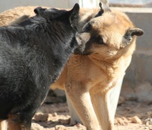 DYLAN, Hund, Mischlingshund in Spanien - Bild 3