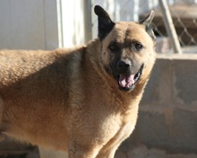 DYLAN, Hund, Mischlingshund in Spanien - Bild 4