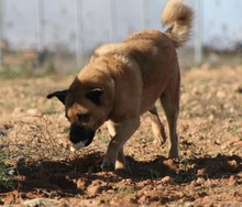 DYLAN, Hund, Mischlingshund in Spanien - Bild 5