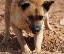 DYLAN, Hund, Mischlingshund in Spanien - Bild 6
