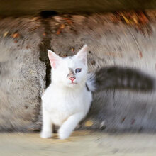 MASHA, Katze, Hauskatze in Bulgarien - Bild 3
