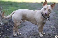 FILOU, Katze, Podenco-Mix in Untergruppenbach - Bild 1