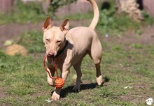 FILOU, Katze, Podenco-Mix in Untergruppenbach - Bild 2