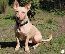 FILOU, Katze, Podenco-Mix in Untergruppenbach - Bild 3