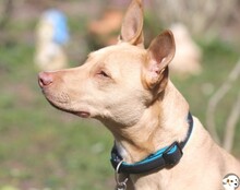 FILOU, Katze, Podenco-Mix in Untergruppenbach - Bild 4