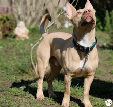 FILOU, Katze, Podenco-Mix in Untergruppenbach - Bild 5