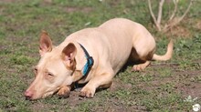 FILOU, Katze, Podenco-Mix in Untergruppenbach - Bild 6