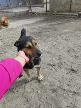 KOKOSCH, Hund, Mischlingshund in Polen - Bild 1