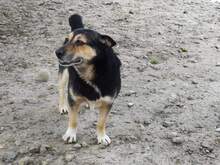 KOKOSCH, Hund, Mischlingshund in Polen - Bild 3