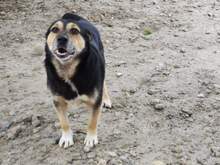 KOKOSCH, Hund, Mischlingshund in Polen - Bild 4